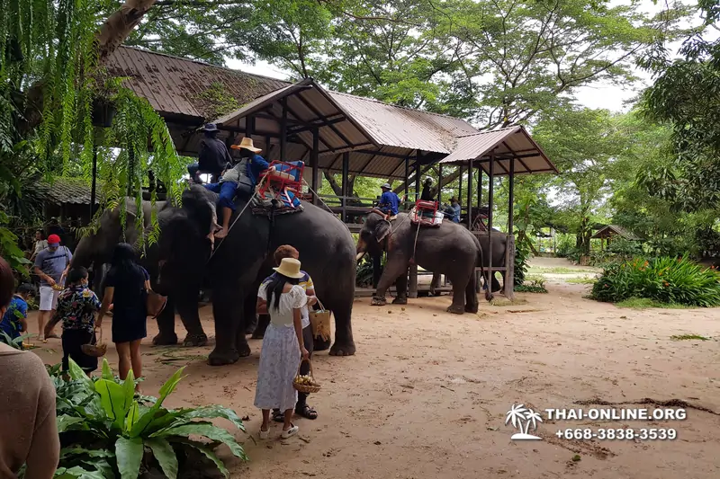 Pattaya Elephant Village and Elephant Camp, Thailand elephant rides - photo 24
