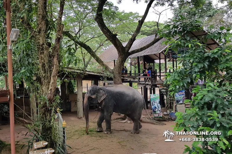 Pattaya Elephant Village and Elephant Camp, Thailand elephant rides - photo 18