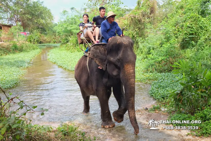 Pattaya Elephant Village and Elephant Camp, Thailand elephant rides - photo 5