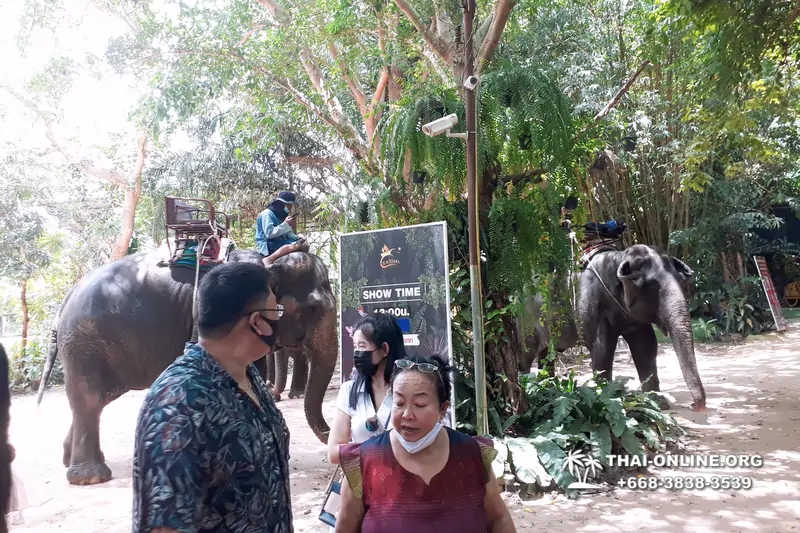 Pattaya Elephant Village and Elephant Camp, Thailand elephant rides - photo 27