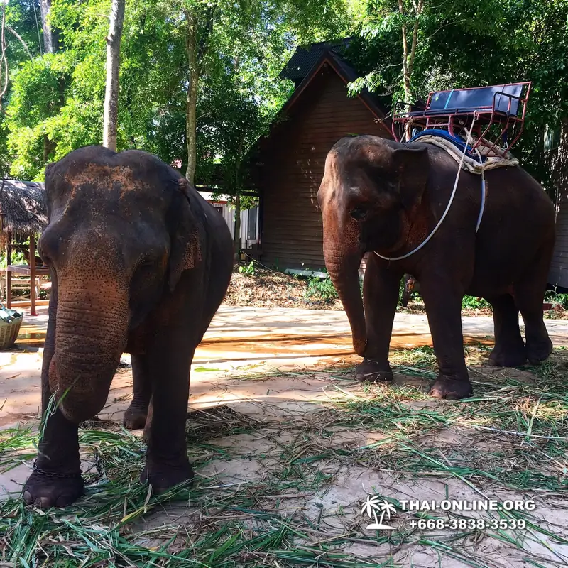 Guided tour from Pattaya to Khao Yai national park, Narok and Suwat falls, mineral springs, elephant rides, Bonanza open zoo - photo 25