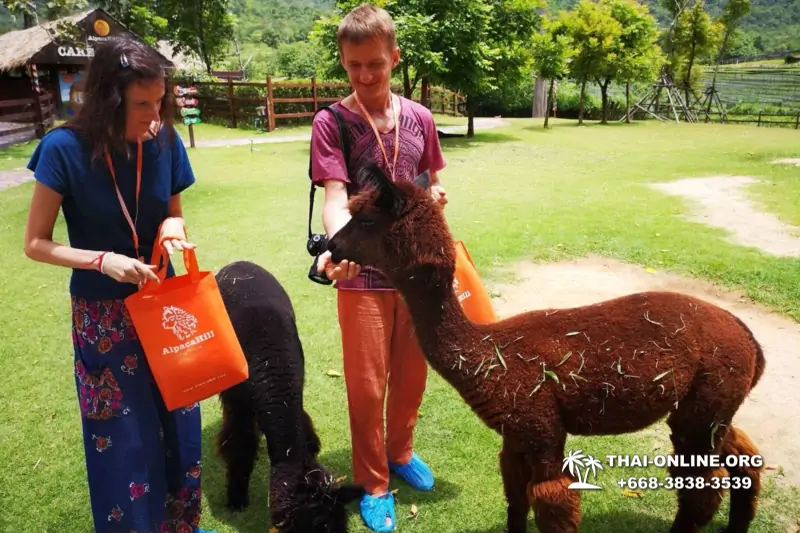 Alpaca Park and Land of the Kings guided tour from Pattaya to Ratchaburi Thailand - photo 31