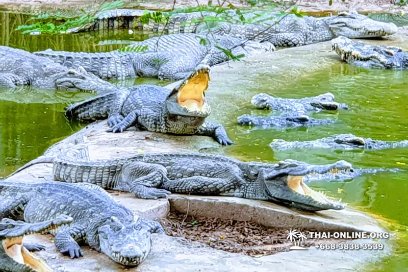 The Million Years Stone Park and Pattaya Crocodile Farm photo 13