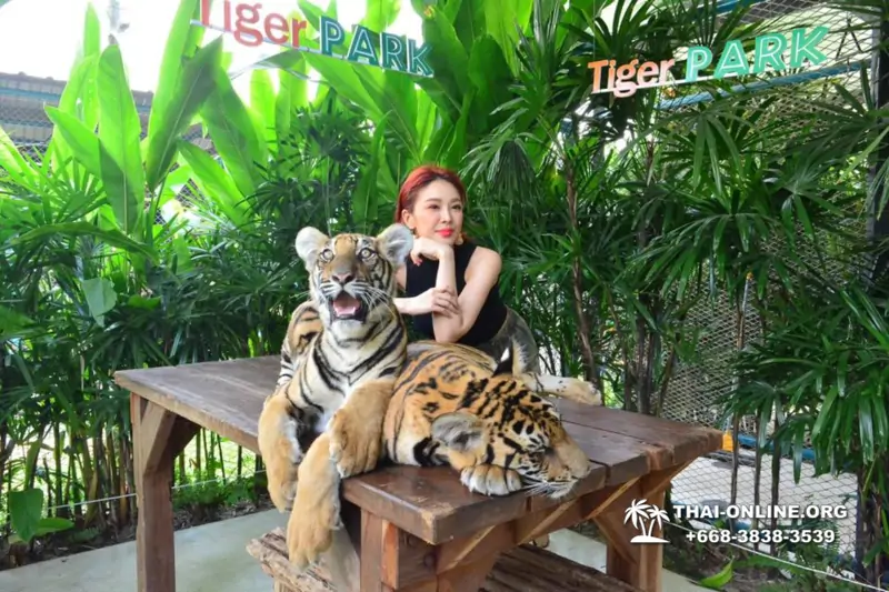 Tiger Park at Pattaya photo with tiger, play with tiger cub in Thailand image 26