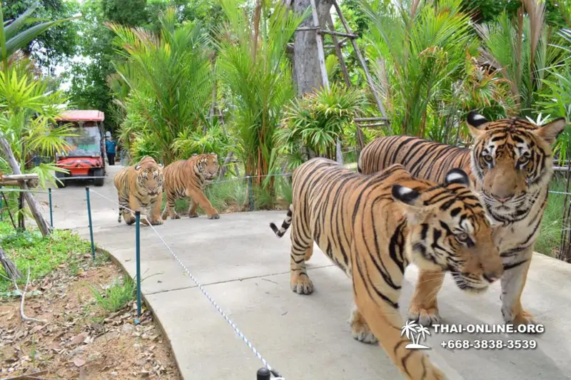 Tiger Park at Pattaya photo with tiger, play with tiger cub in Thailand image 1