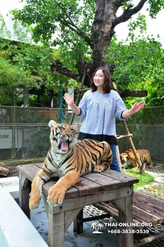 Tiger Park at Pattaya photo with tiger, play with tiger cub in Thailand image 6