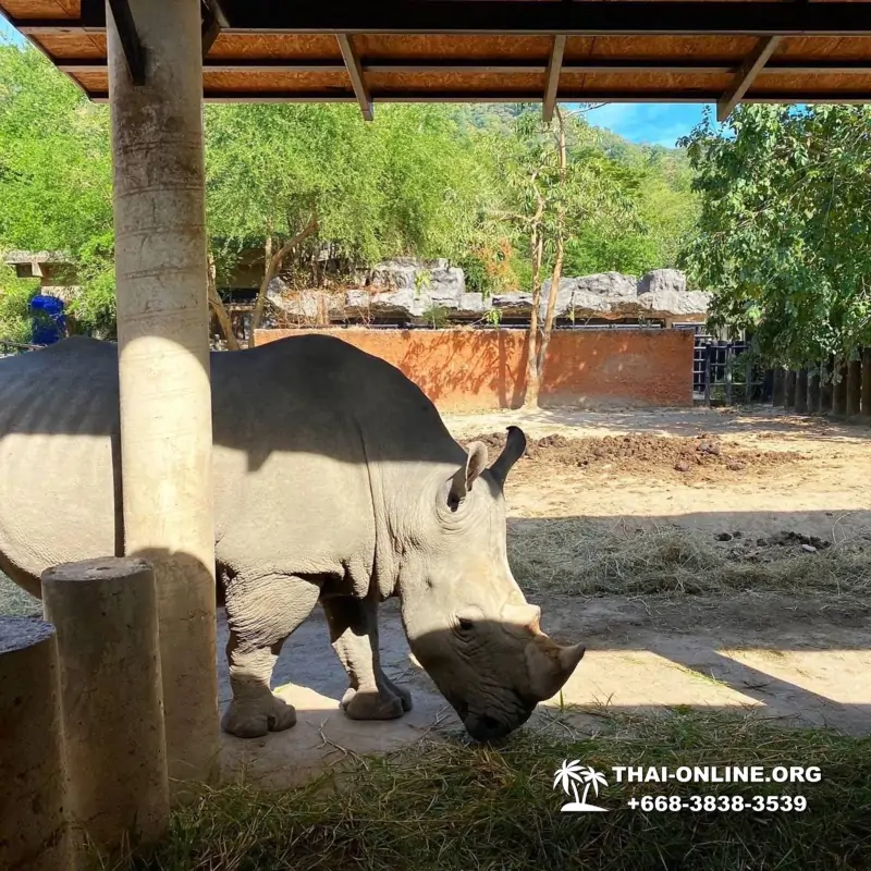 Khao Kheow Open Zoo excursion with Seven Countries tour agency in Pattaya photo 18