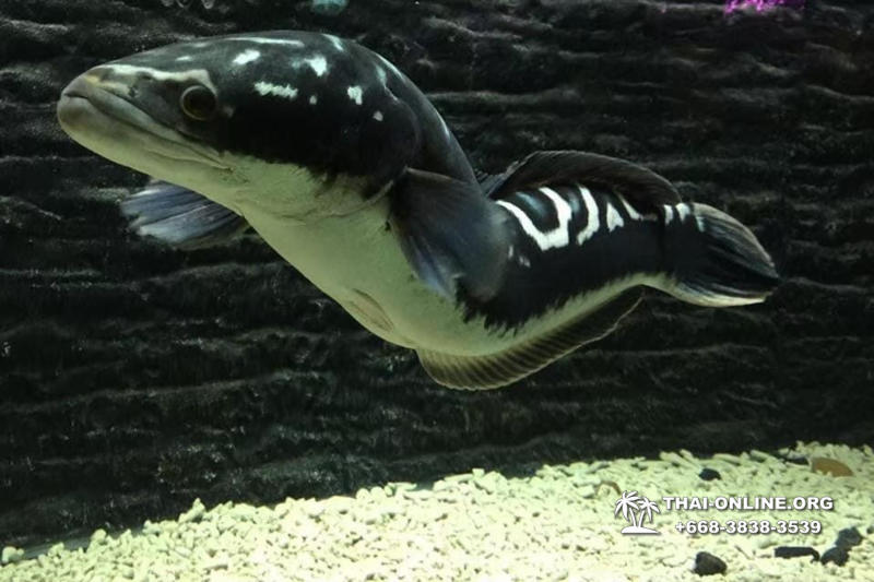 Monster Aquarium in Pattaya - photo 11